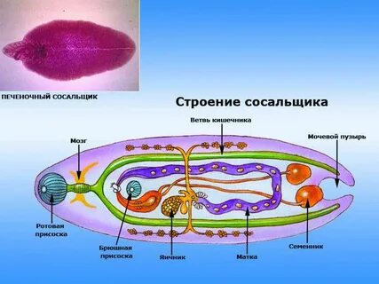 Класс сосальщики рисунок