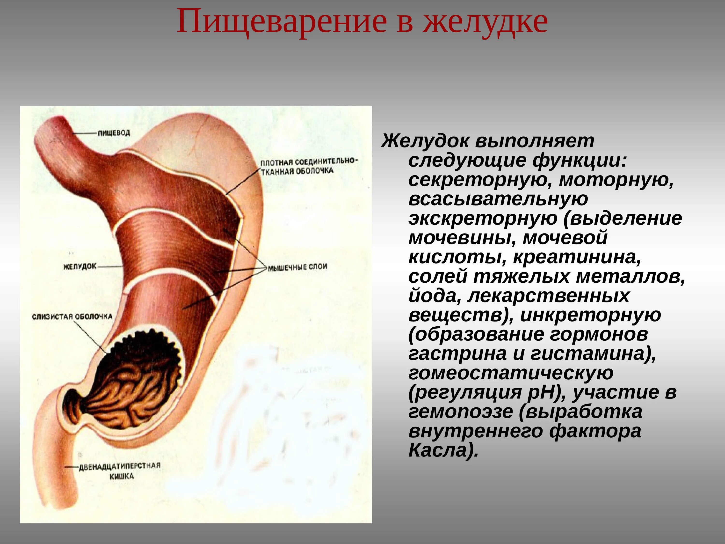 Пищевод процессы пищеварения