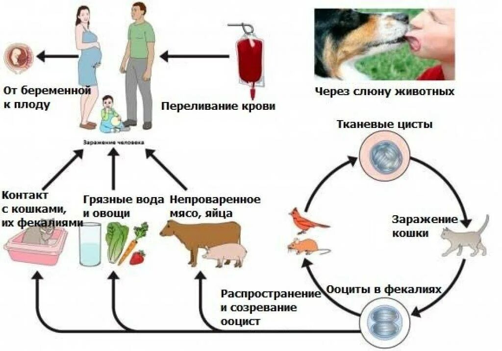 Токсоплазмоз при беременности пути заражения. Как передается токсоплазмоз. Токсоплазмоз кошек жизненный цикл. Токсоплазмоз трансмиссивное заболевание. Заражение плода токсоплазмозом.