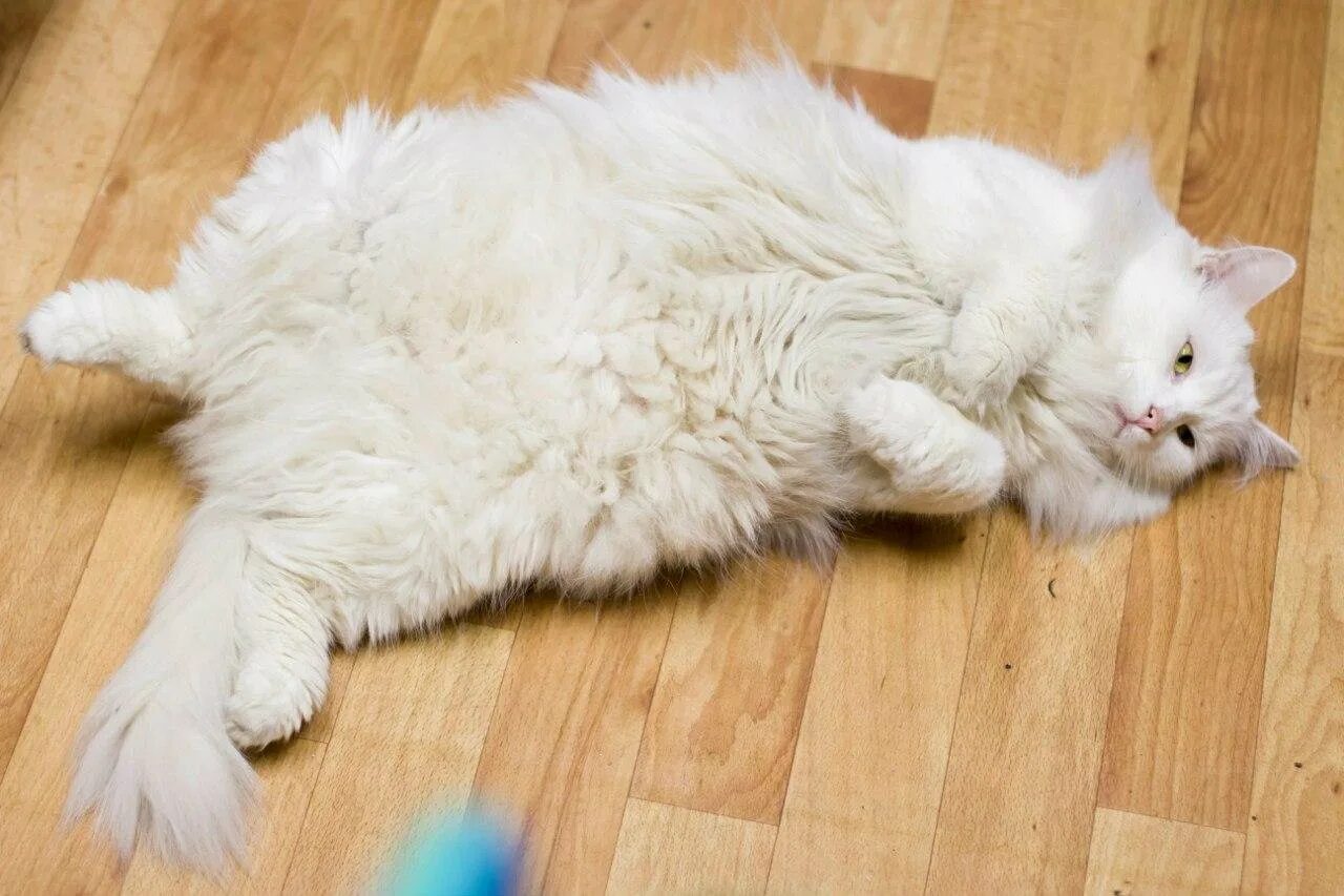 Толще белая. Турецкая ангора кот очень пушистые. Сибирский кот белый. Белые пушистые коты. Толстый пушистый белый кот.