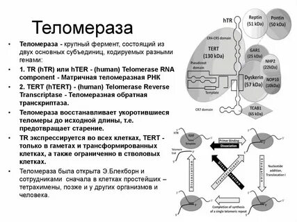Фермент теломеразы что это