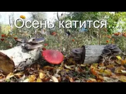 Осень катится листья маются
