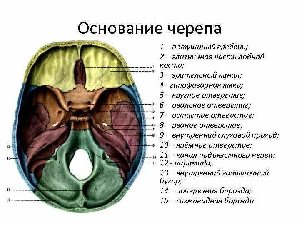 Области основания черепа. Черепные ямки анатомия внутреннее основание черепа. Анатомия костей основания черепа. Решетчатая кость основание черепа. Черепные ямки внутреннего основания черепа.