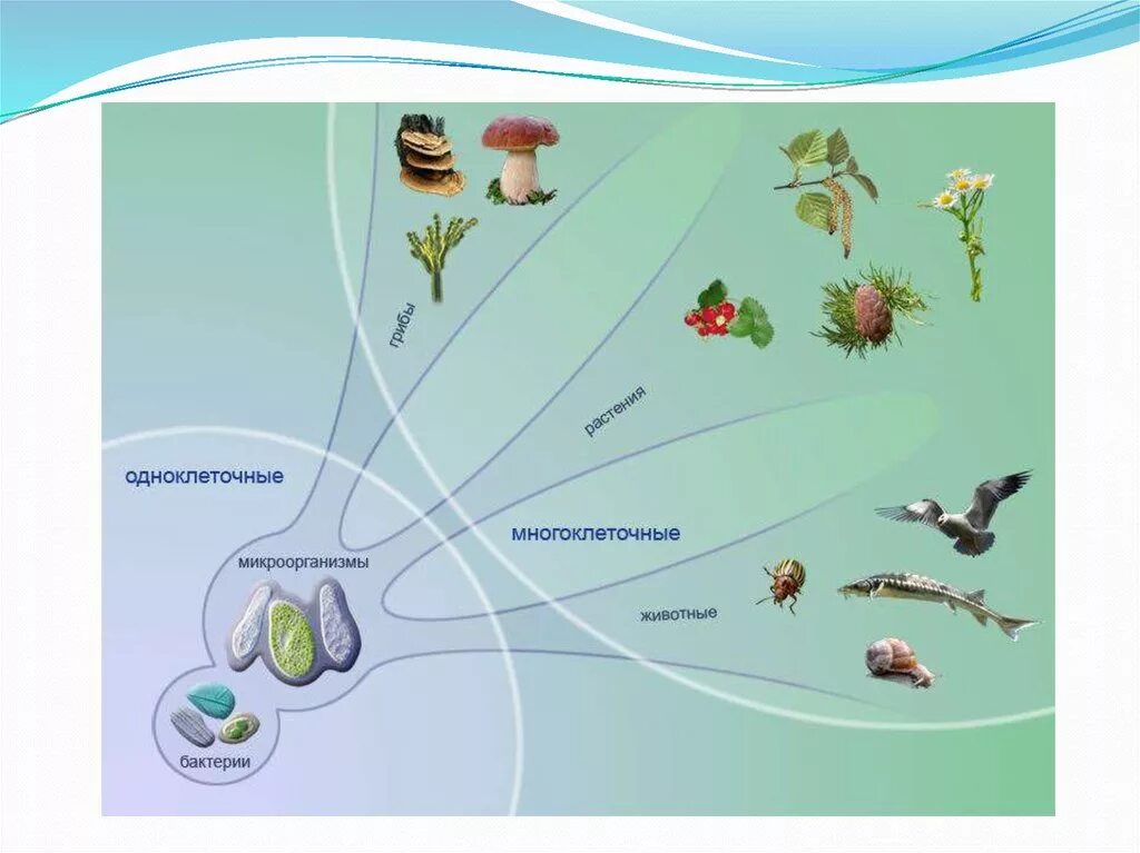 Многообразие организмов на нашей планете. Эволюция одноклеточных организмов. Царства природы. Царства живой природы. Живые организмы.