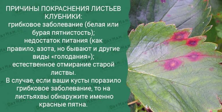 Почему листья становятся красными. Пятнистость на листьях клубники. красная пятнистость на листьях клубники. красные прожилки на листьях клубники. листья клубники в пятнышках.