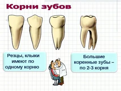 Остался молочный корень