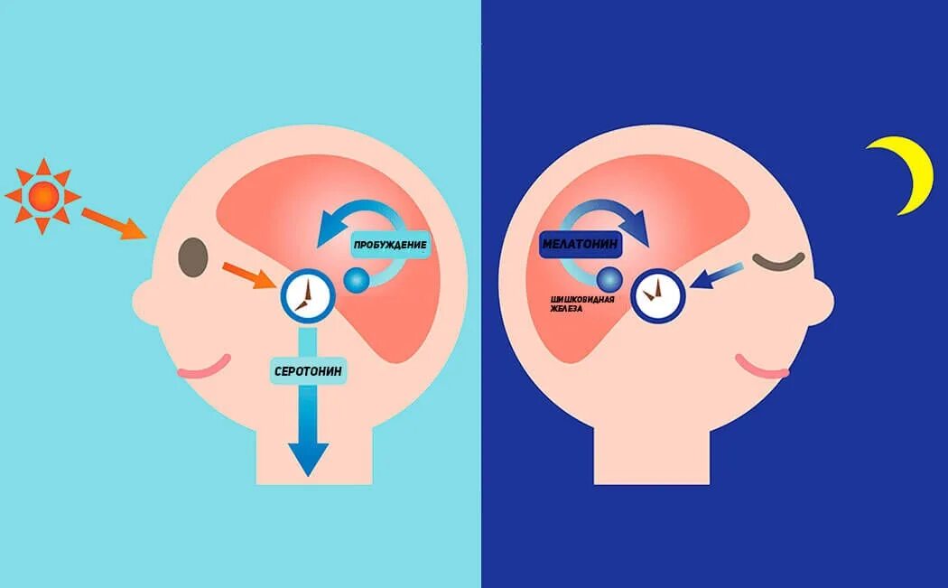 Мелатонин. Гормоны сна и бодрствования. Мелатонин гормон. Гормоны отвечающие за сон и бодрствование.
