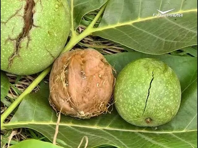 Можно ли сажать грецкий орех. Орехи растущие в земле. Уральский грецкий орех. Самарские грецкие орехи. Грецкий орех растет.