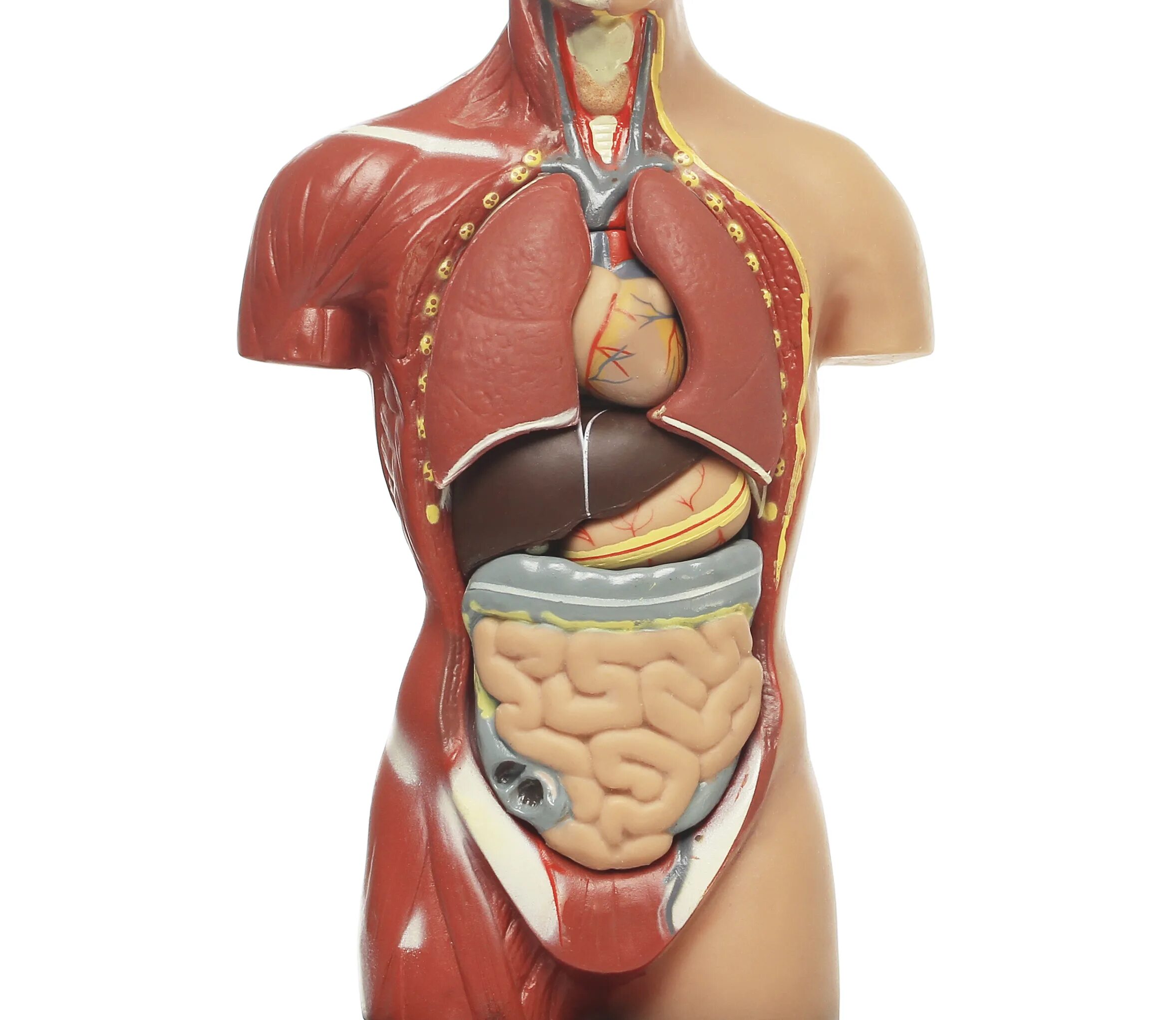 Форма органов человека. Внутренние органы. Тело человека анатомия органы. Муляж внутренних органов человека. Макет внутренних органов.
