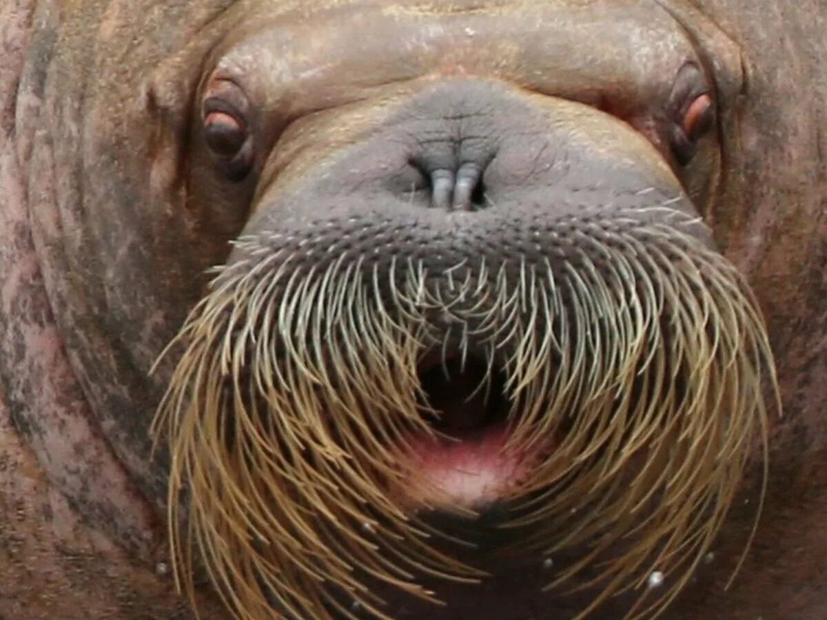 лаптевский морж. морж (odobenus rosmarus). лицо моржа. морж секач. моржи тюлени морские котики.