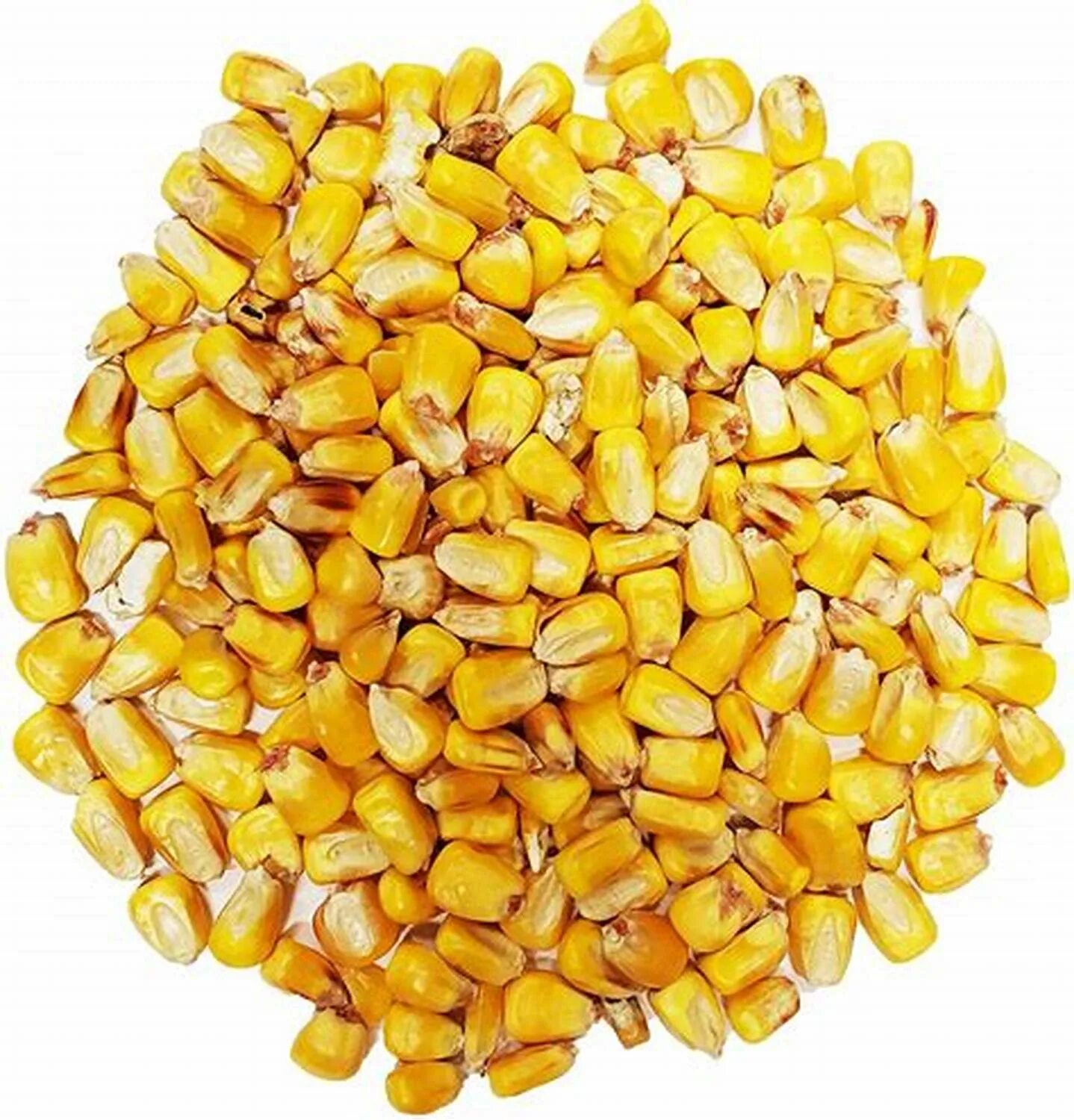 Кукуруза кормовая фуражная. Зерно кукурузы кормовой. Желтая кукуруза. Кукуруза сушеная.