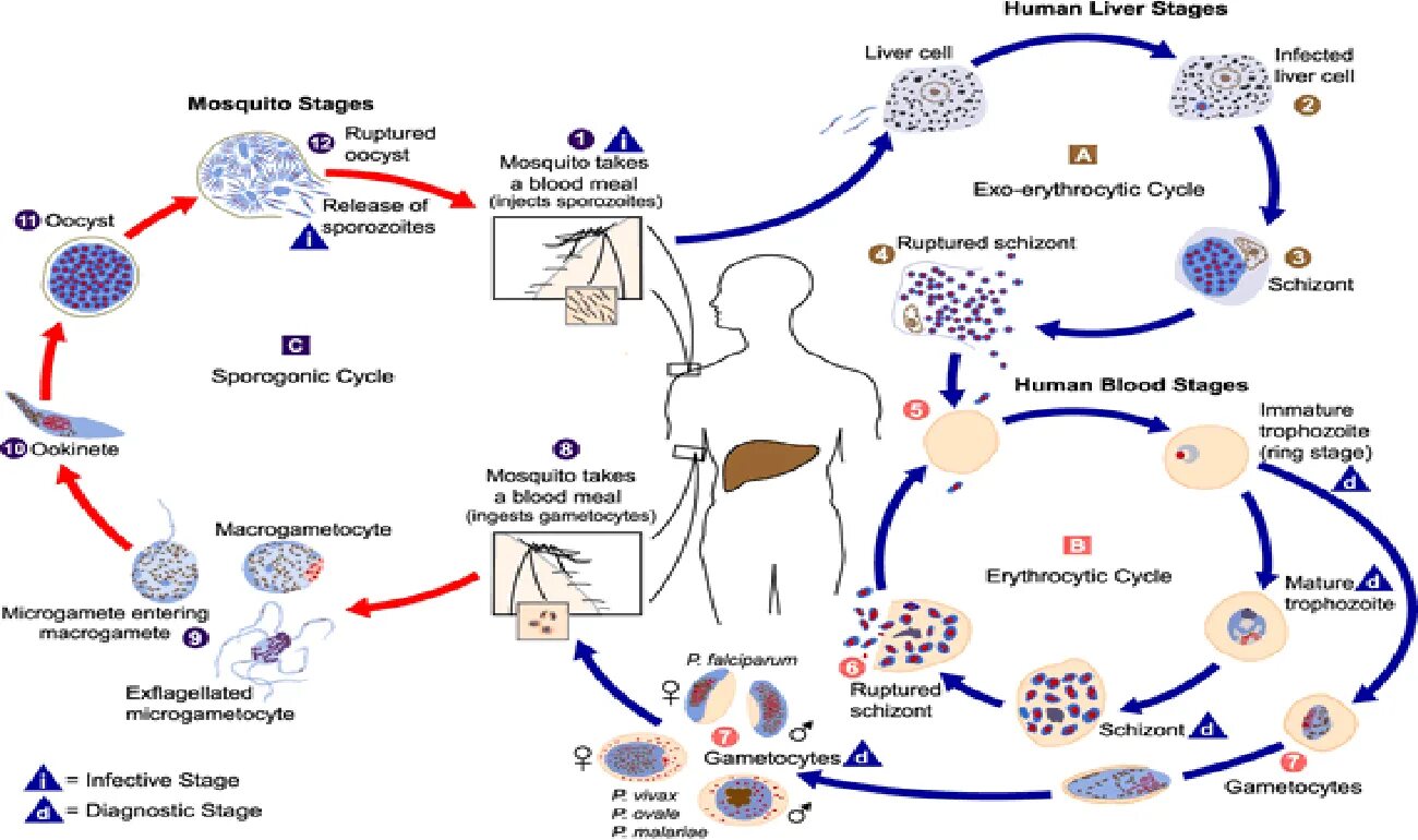 Plasmodium жизненный цикл. Жизненный цикл малярийного плазмодия схема. plasmodium falciparum жизненный цикл. жизненный цикл развития малярийного плазмодия plasmodium vivax. цикл развития plasmodium vivax схема.