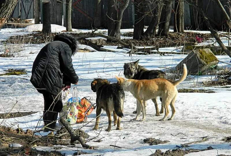 Где ели собак. Подкармливание бездомных животных. Кормление бездомных собак. Собаки в городе подкармливание.