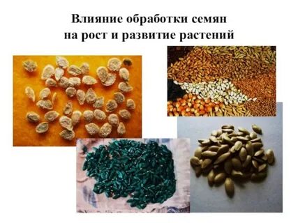 Впервые семенами