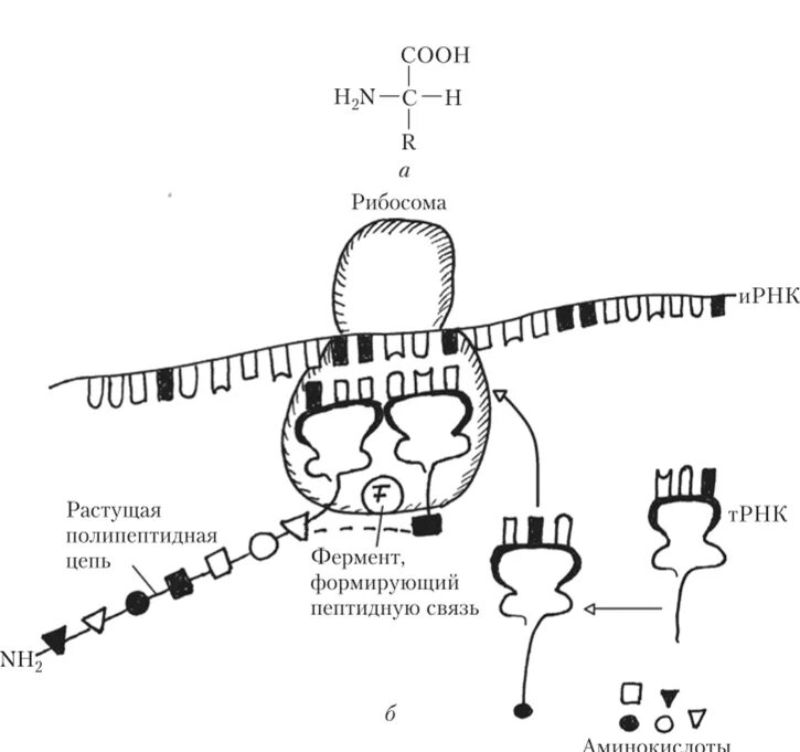 Образование пептидной связи трансляция. Схема синтеза белка в рибосоме трансляция. Процесс синтеза белка схема. Трансляция процесс синтеза белка.