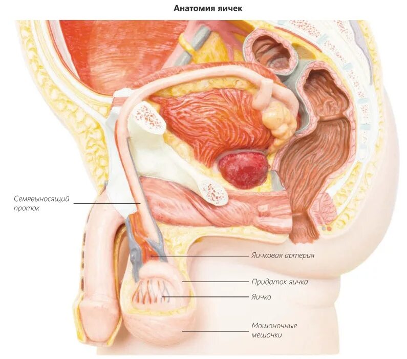 Яичко анатомия. Яички мужчин анатомия. Яичко мужское анатомия. Мужские яички органы