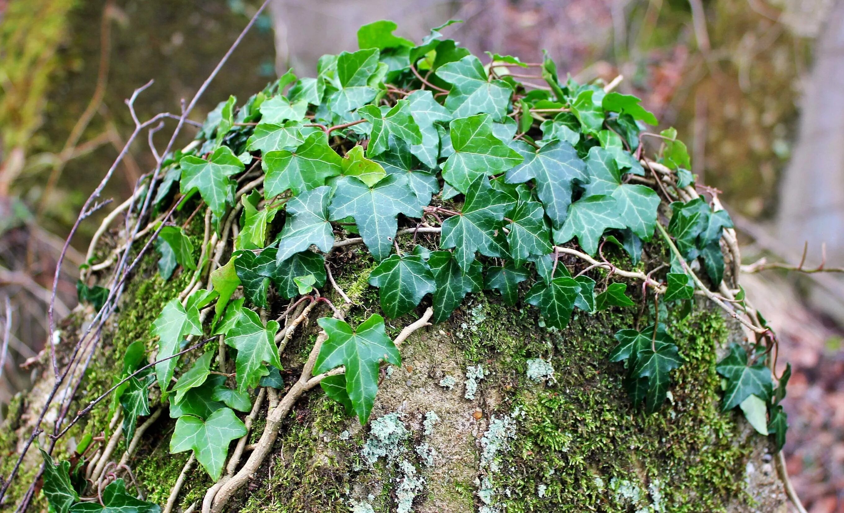 Плющ Гринхарт. Плющ обыкновенный (Hedera Helix). Как победить плюща