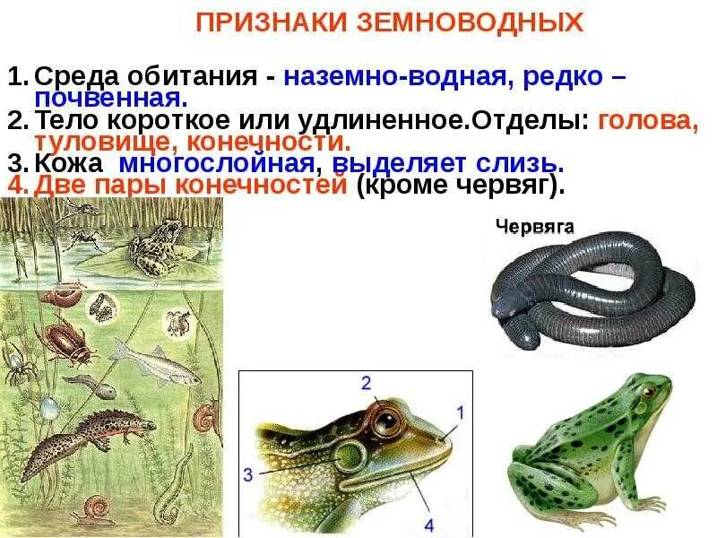 Биология сообщение о земноводных. Земноводные животные 8 класс биология. класс земноводные 5 класс биология. земноводные животные 7 класс биология. основные признаки земноводных 2 класс.