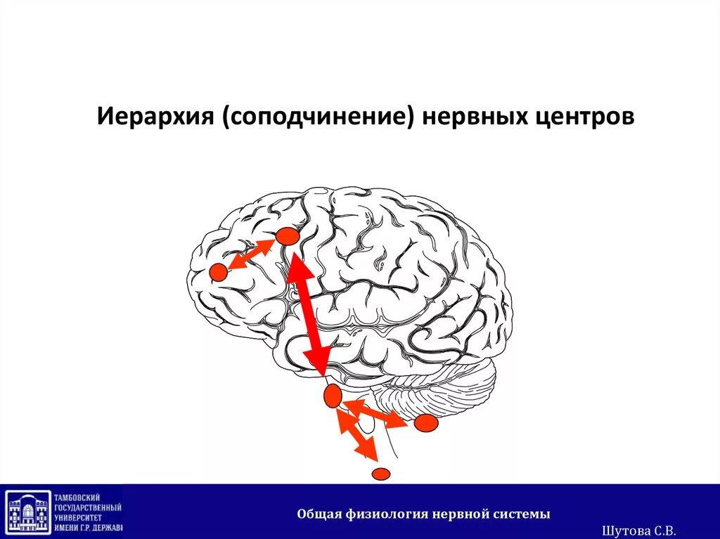 Иерархического соподчинения элементов нервной системы. Соподчинение нервной системы. Нервный центр это физиология. Соподчинение структур нервной системы. Порядок соподчинения нервной системы.