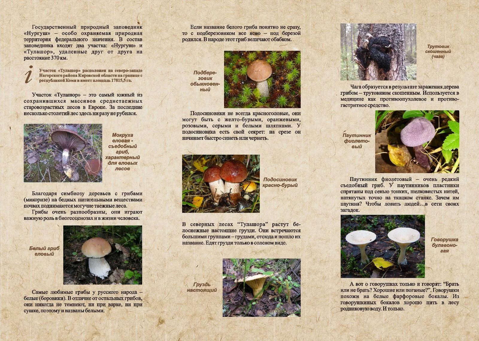 буклет про грибы. грибы в чехии. буклет грибы. брошюра про грибы. буклет для родителей «ядовитые и съедобные грибы».