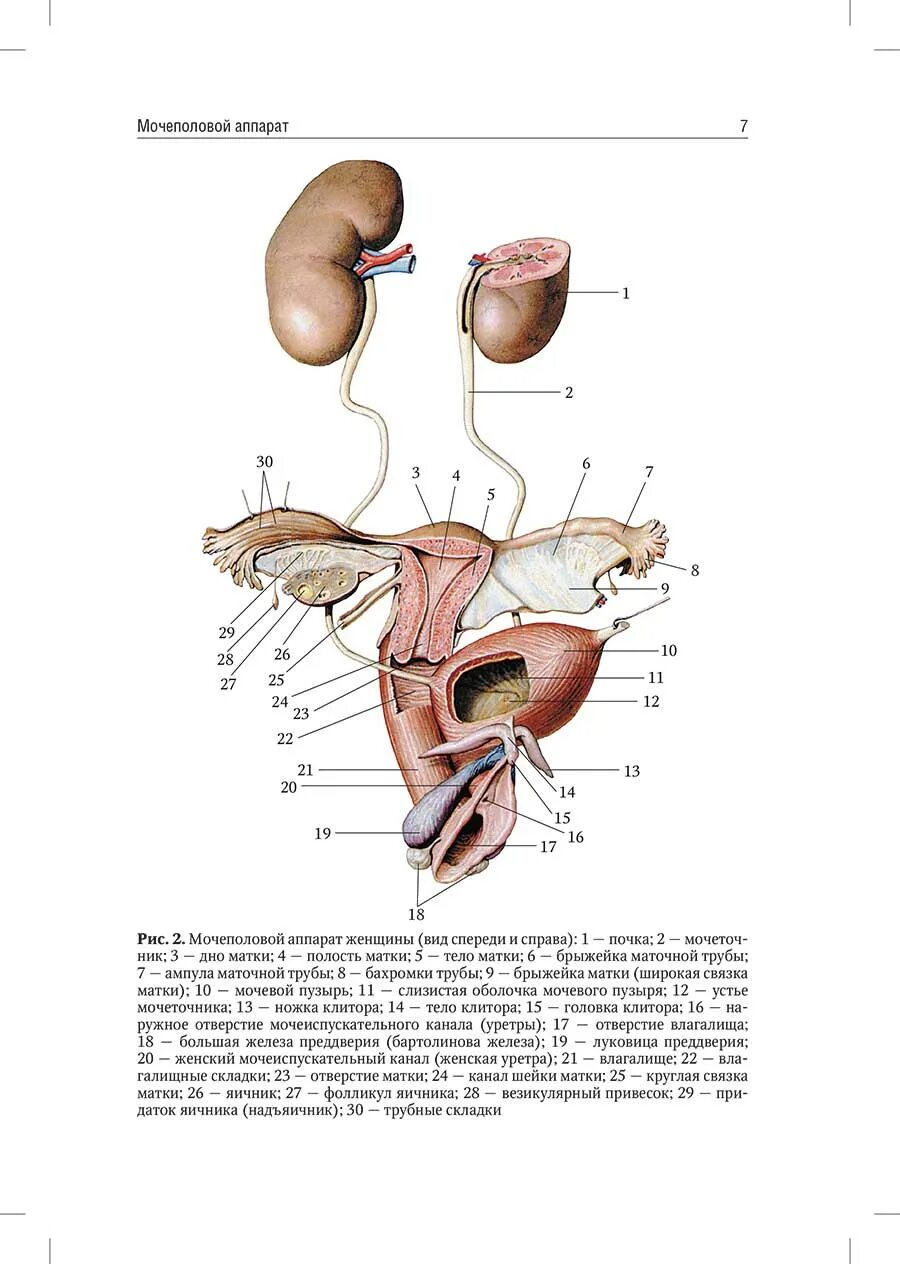 Мочеполовой аппарат анатомия. Строение женской мочеполовой системы. Женский мочеполовой аппарат. Схема мочеполовой системы у женщин.