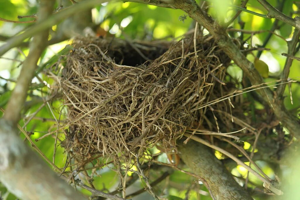 Птицы гнездо пленка. Giant Birdsnest диван-гнездо. Деревьев Nest 1360. Birds' Nests in Trees. Gold bird s nest