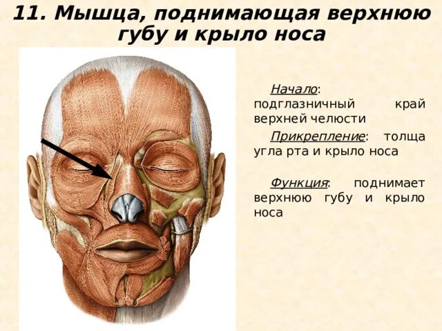Мышца, поднимающая верхнюю губу m. Мышца поднимающая верхнюю губу и крыло. Крепление мышцы поднимающей верхнюю губу. Пыщца полнимадшая вернхнюю губу. Мышца, поднимающая угол рта m.