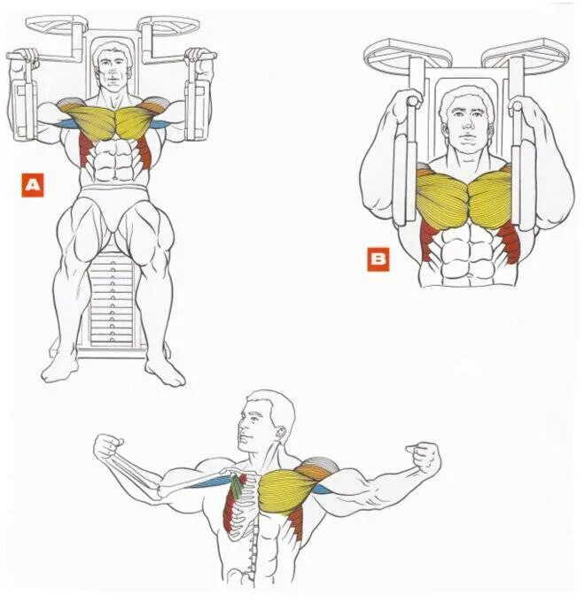 Как накачать внутренние мышцы. Сведение рук в тренажере бабочка мышцы. Сведения рук в тренажере Peck-Deck. Упражнения для прокачки грудных мышц. Упражнения на прокачку внутренних грудных мышц.