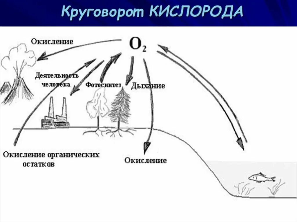 Круговорот кислорода схема. Круговорот кислорода в природе схема. Круговорот кислорода в природе рисунок. Круговорот со2 в природе схема. Важную роль накопления кислорода в атмосфере играют