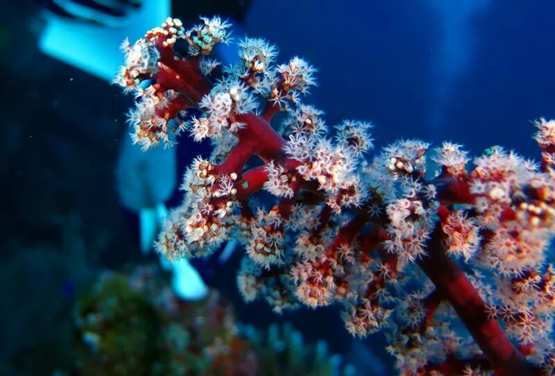 Теплый коралл. Muricella plectana. Теплый коралл. Голубой коралл камень. Восьмилучевые коралловые полипы альционария.