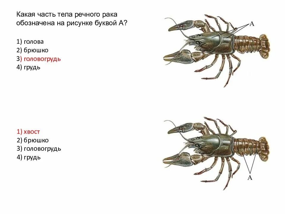 Рак речной какой тип