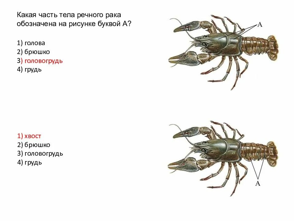 Речной рак часть. Головогрудь и брюшко. Головогрудь и голова грудь. Головогрудь группа. Головагрудь переднебрюшье и заднебрюшье у скорпионов.