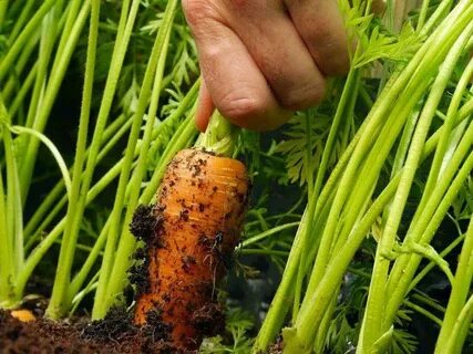 Сколько раз поливать морковь в открытом грунте