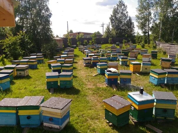 Купить пчел в нижегородской области