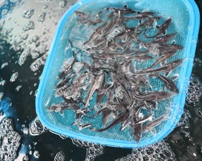 Живая форель для зарыбления