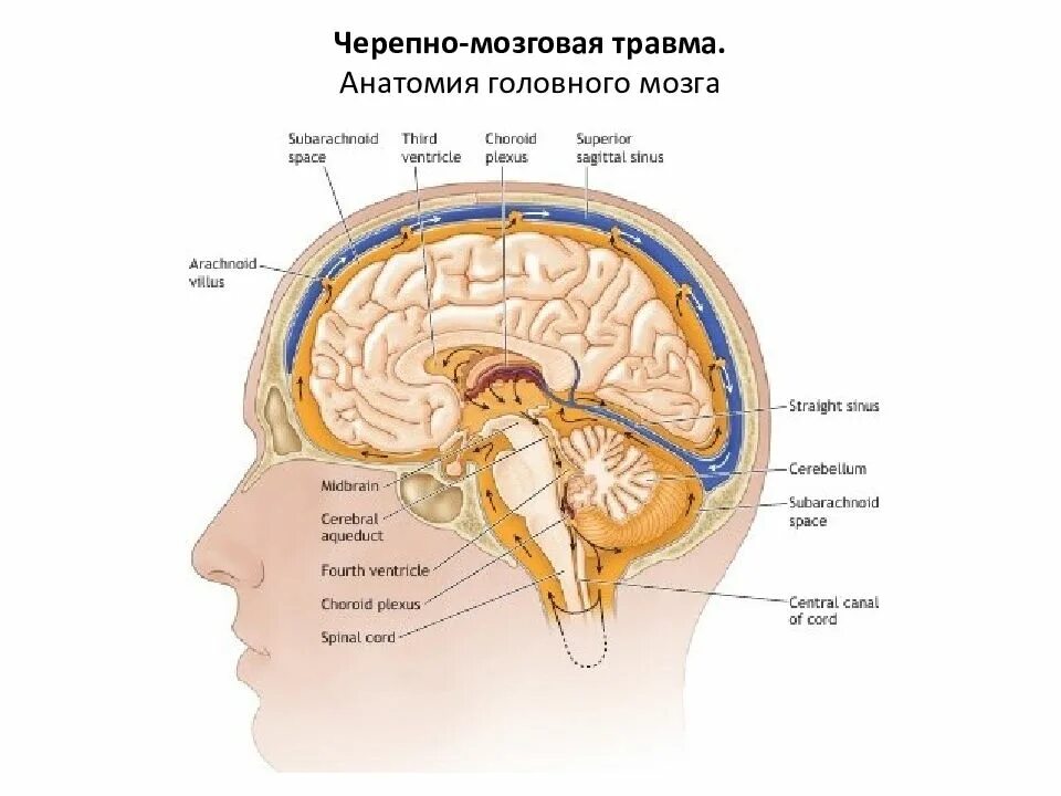 Лечение головного мозга форум. Головной мозг. Черепно-мозговая травма. Черепно-мозговая травма анатомия.