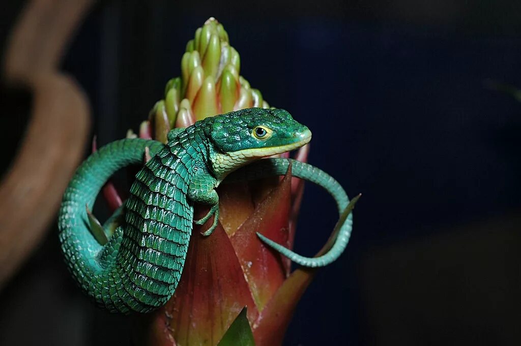 Древесная Аброния. Древесная Аброния Abronia graminea. Смарагдовый сцинк.