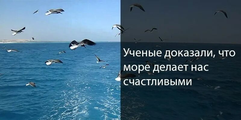 Море вернулось говором чаек. Море делает нас счастливыми. море делает нас счастливее. любовь к морю безгранична. что делать на море.