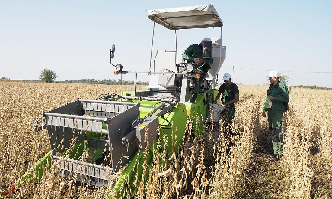 сельскохозяйственные культуры. соя на дальнем востоке. возделывание полей. соя растет. красивое поле сои.