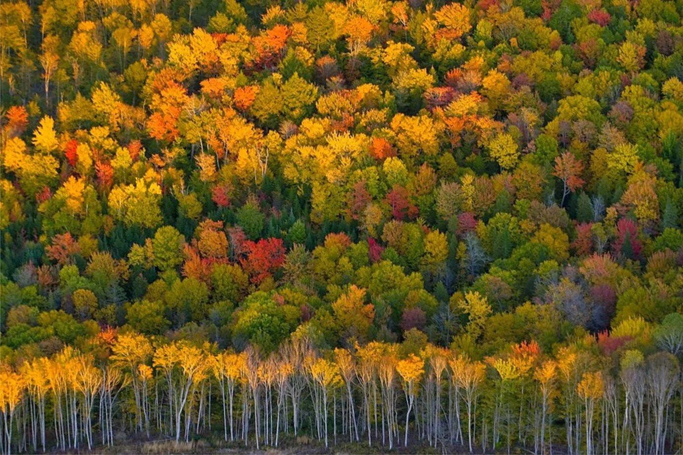 Осених