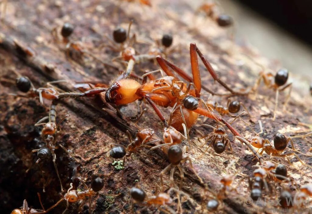 Муравьиный вид. Муравей-Жнец Марикопа. Красные муравьи термиты. Муравей Эцитон Рой. Муравей Амазонка лет.