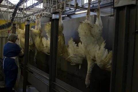 Красноярская птицефабрика