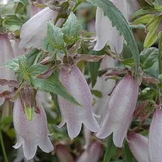 Silver bells