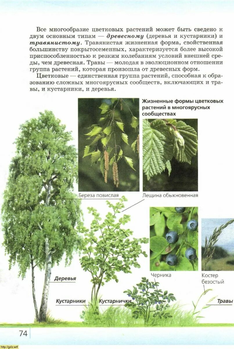 Покрытосеменные презентация. Самые высокие покрытосеменные растения. Отряд покрытосеменные. Покрытосеменные двудольные крестоцветные. Роль покрытосеменных в природе.