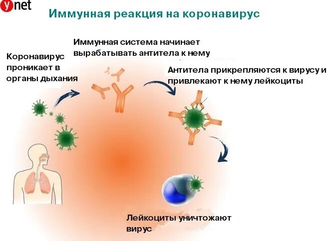 После вакцины вырабатывается. Иммунитет после коронавируса. Иммунная реакция. Иммунитет антитела. Вирусы и иммунитет.