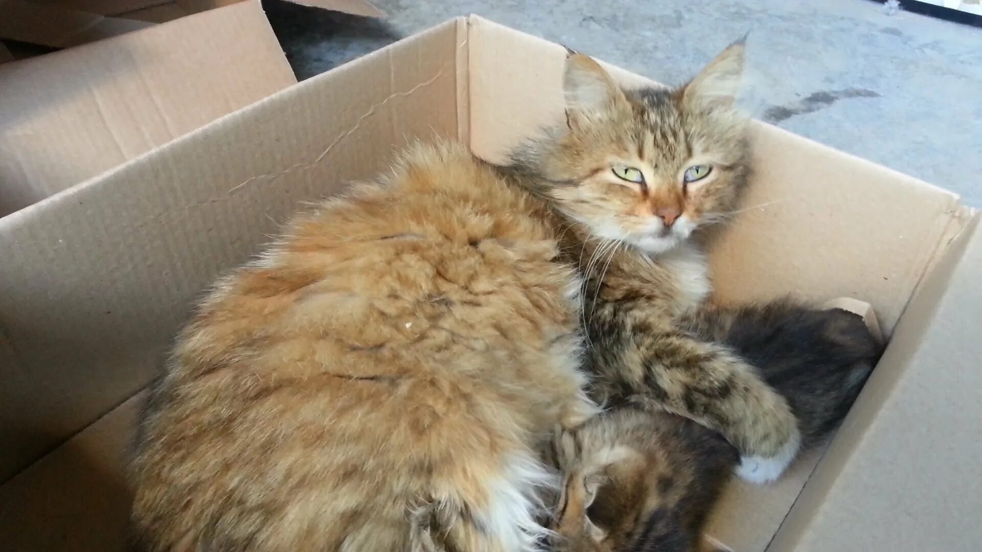 Котята в коробке. Кошка с котятами в коробке. Коробка с котятами. Котенок в коробочке. Кошки пришла через