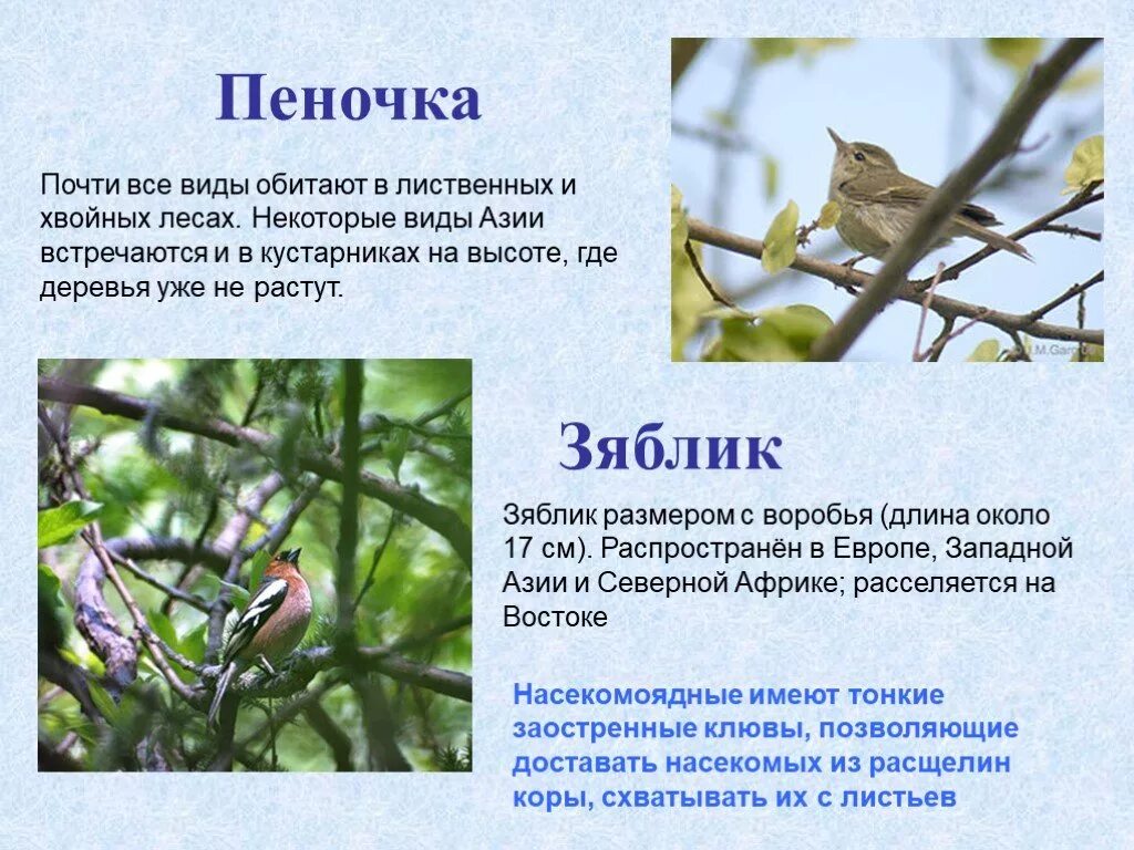 Экологическая группа зяблика. Птицы и их роль в природе. Птицы лиственных лесов. Птицы широколиственных лесов.