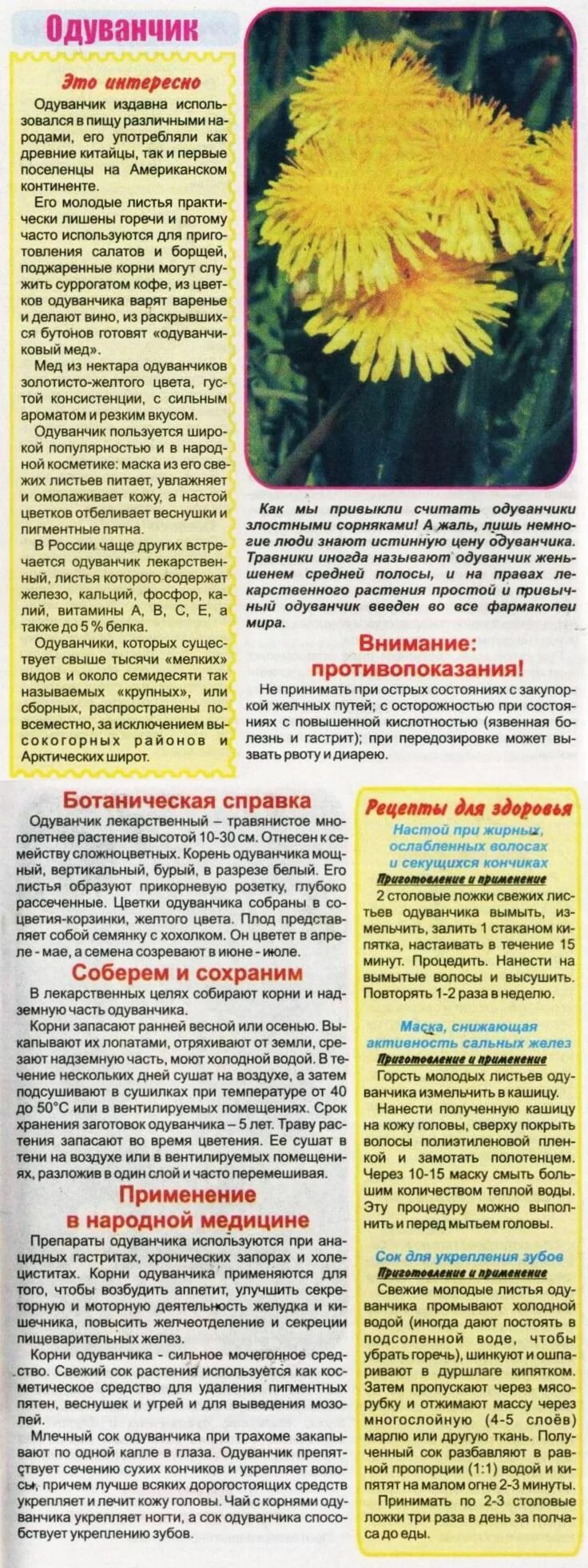 Одуванчик в народной медицине. Применение одуванчика в народной медицине. Лекарственные свойства одуванчика. Одуванчик лекарственный характеристика. Одуванчик сорное растение.