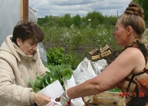 Агроном Шубина. Сад Шубиной рассада.