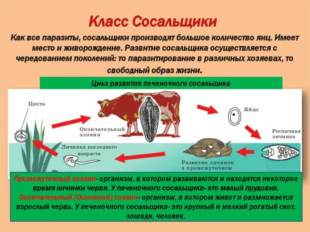 Образ жизни плоских червей. Цикл развития печеночного сосальщика. Печеночный сосальщик Тип развития. Схема жизненного цикла печеночного сосальщика. Цикл развития печеночного сосальщика схема.